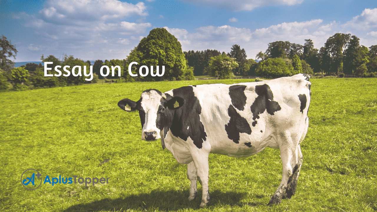 funny essay on cow