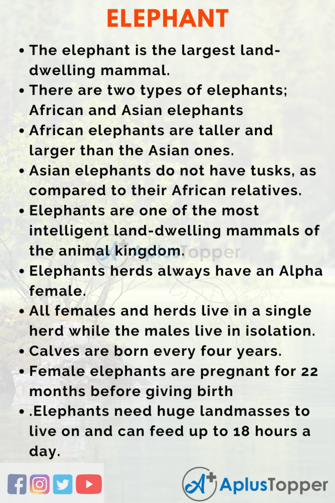 an elephant essay for class 1