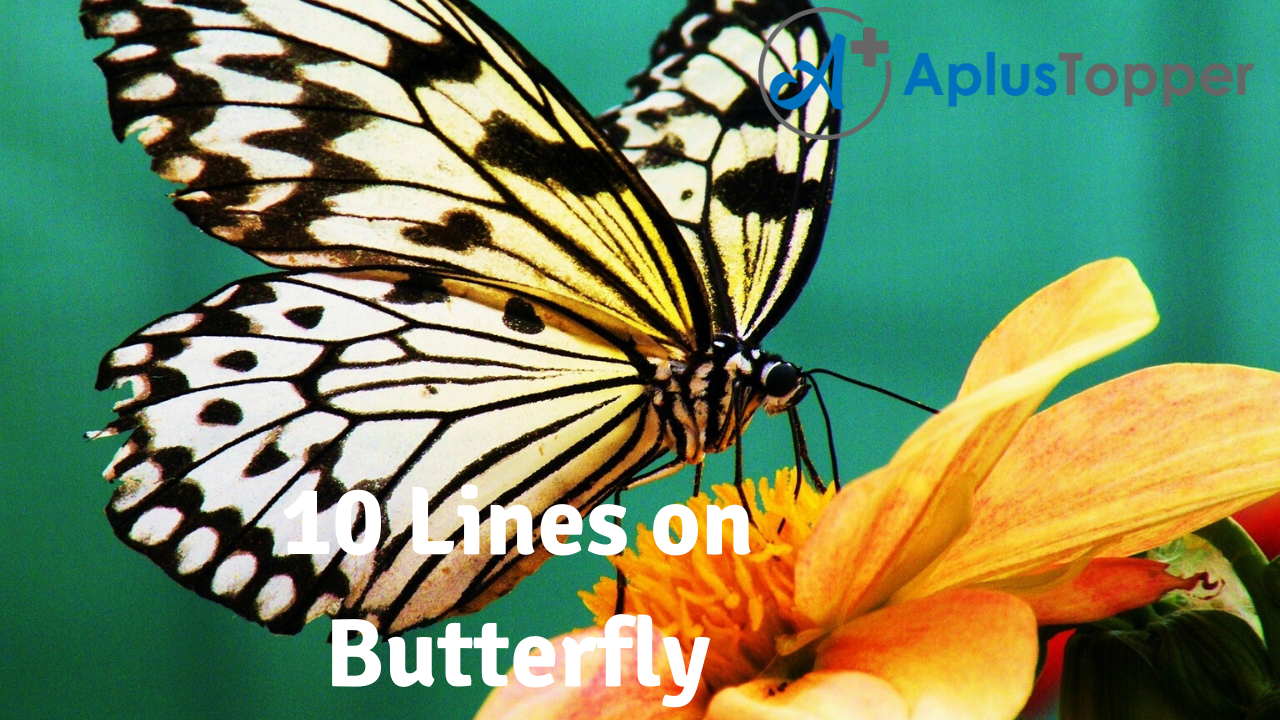 essay on butterfly for kids