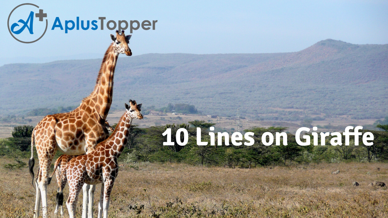 10 Lines on Giraffe for Students and Children in English - A Plus Topper