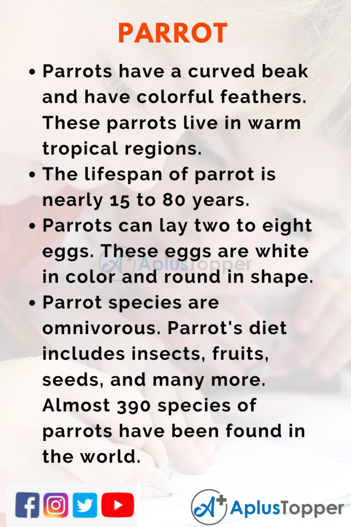 parrot essay in english for class 2