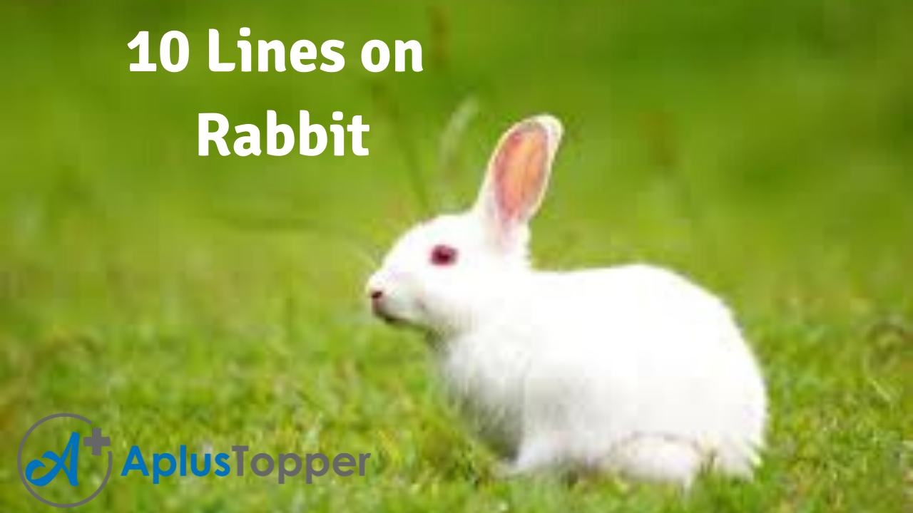 10 Lines on Rabbit for Students and Children in English - A Plus Topper