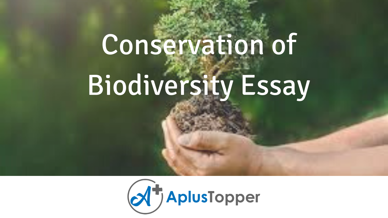 biodiversity essay body