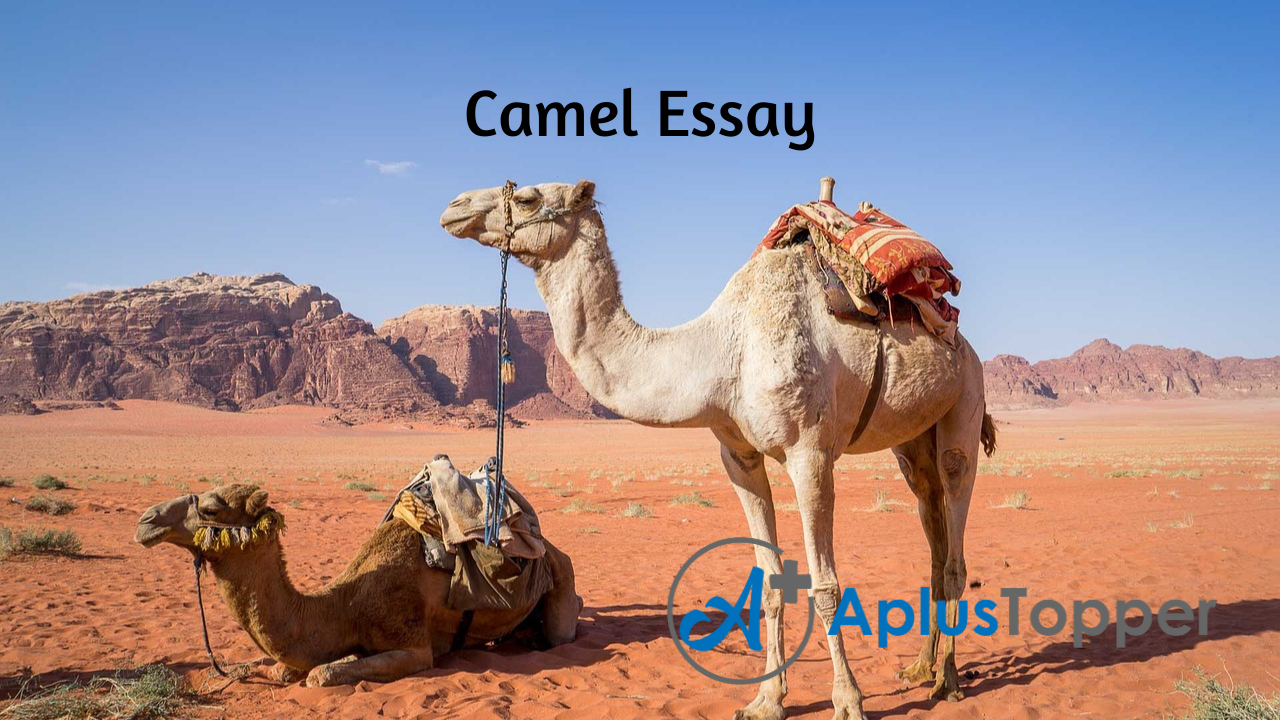 camel essay in english for class 4