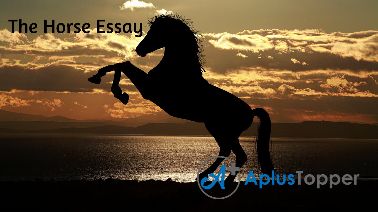 how to write a descriptive essay about a horse