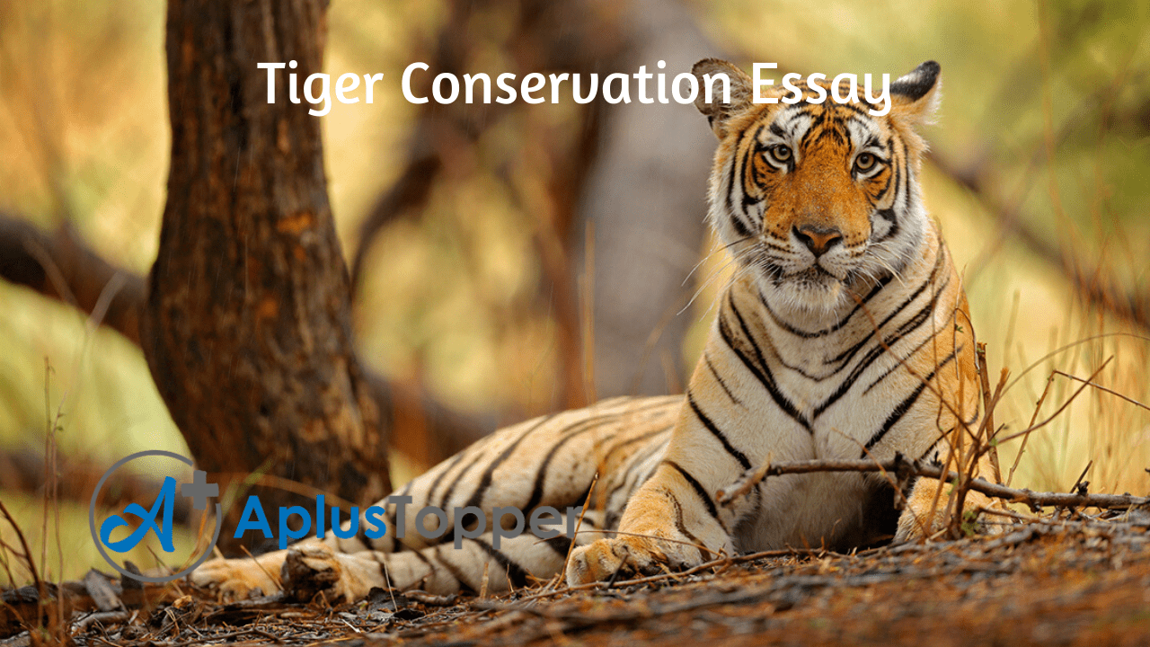 short essay on save tigers