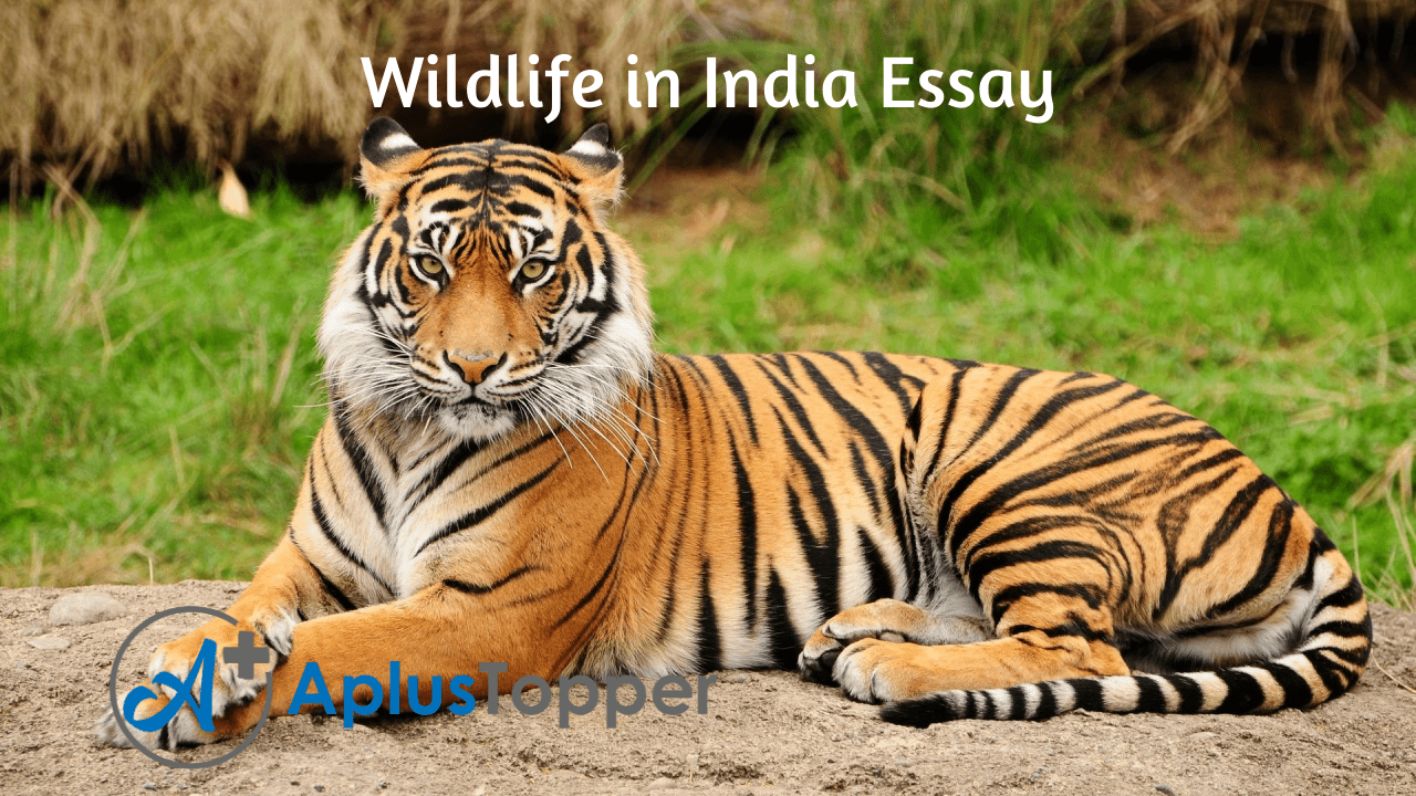 Wildlife in India Essay | Essay on Wildlife in India for Students and  Children in English - A Plus Topper