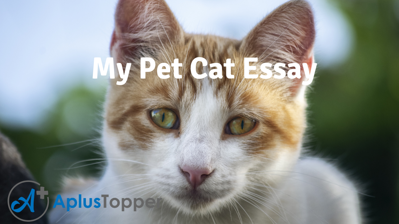 My Pet Cat Essay | Essay on My Pet Cat for Students and Children in English  - A Plus Topper