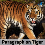 Paragraph On Tiger