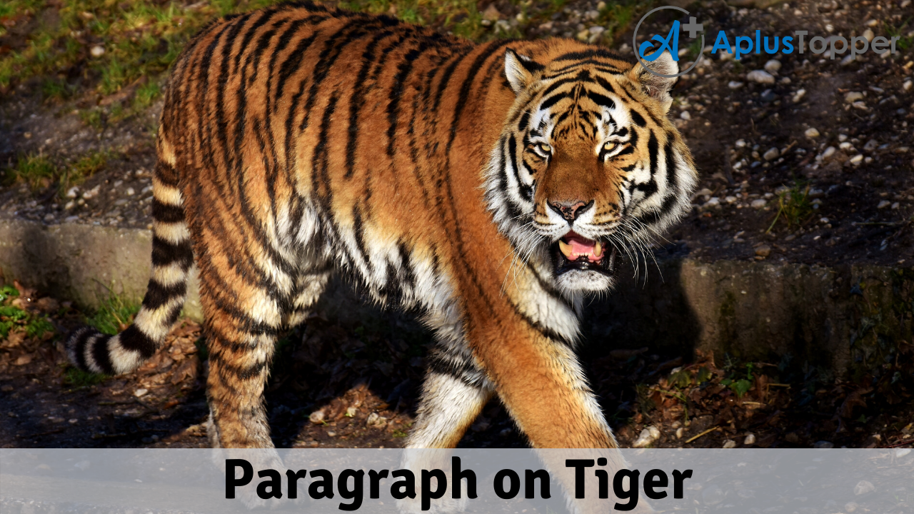 Paragraph On Tiger 100, 150, 200, 250 to 300 Words for Kids, Students and  Children - A Plus Topper