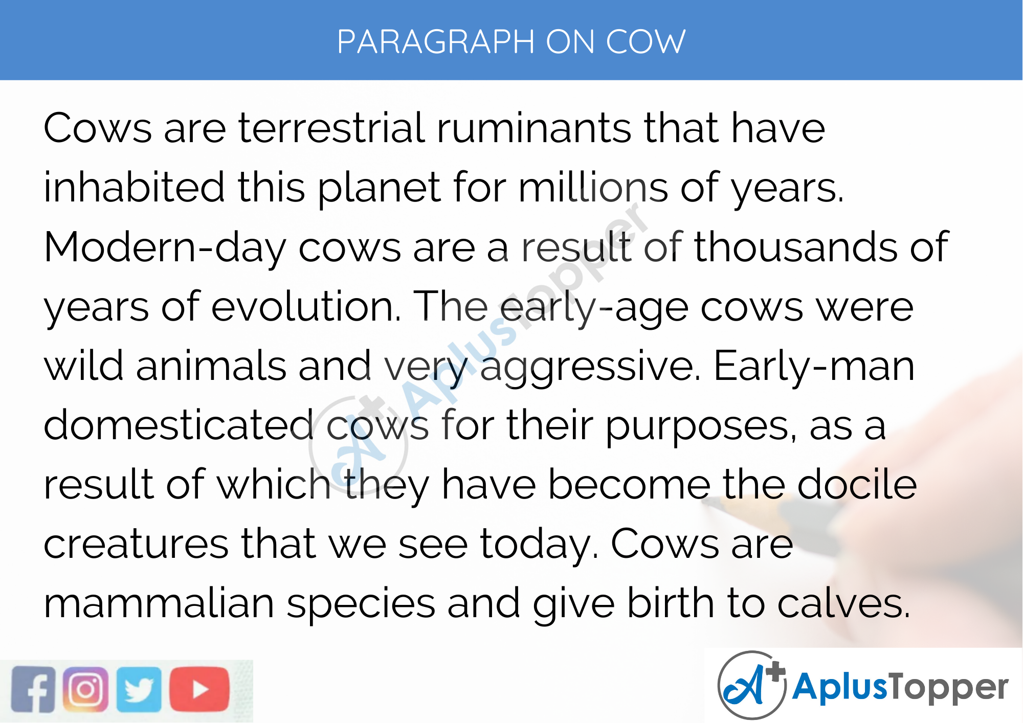 Paragraph on Cow - 250 to 300 Words for Classes 9, 10, 11, 12, and Competitive Exams