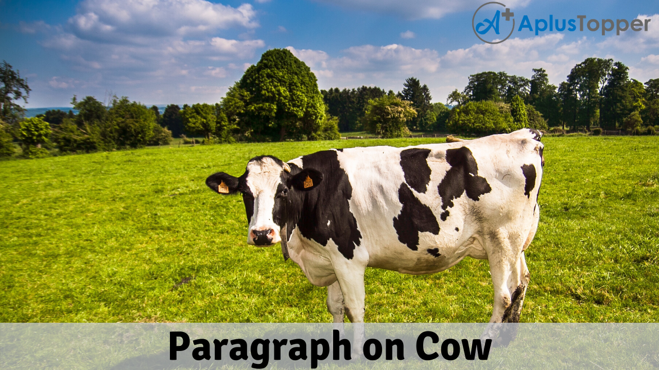 Paragraph on Cow 100, 150, 200, 250 to 300 Words for Kids, Students, and  Children - A Plus Topper