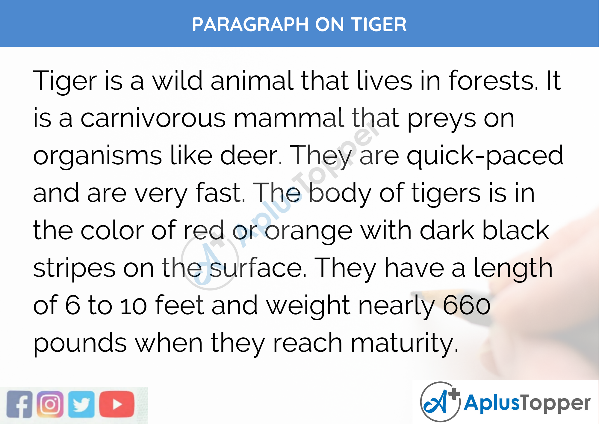 Paragraph on Tiger - 100 Words for Classes 1, 2, 3 Kids