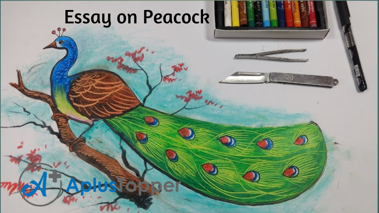 our national bird peacock essay