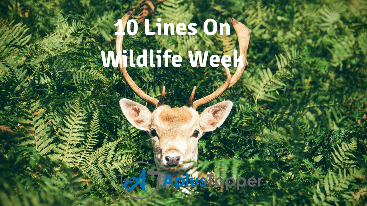 10 Lines On Wildlife Week for Students and Children in English - A Plus  Topper