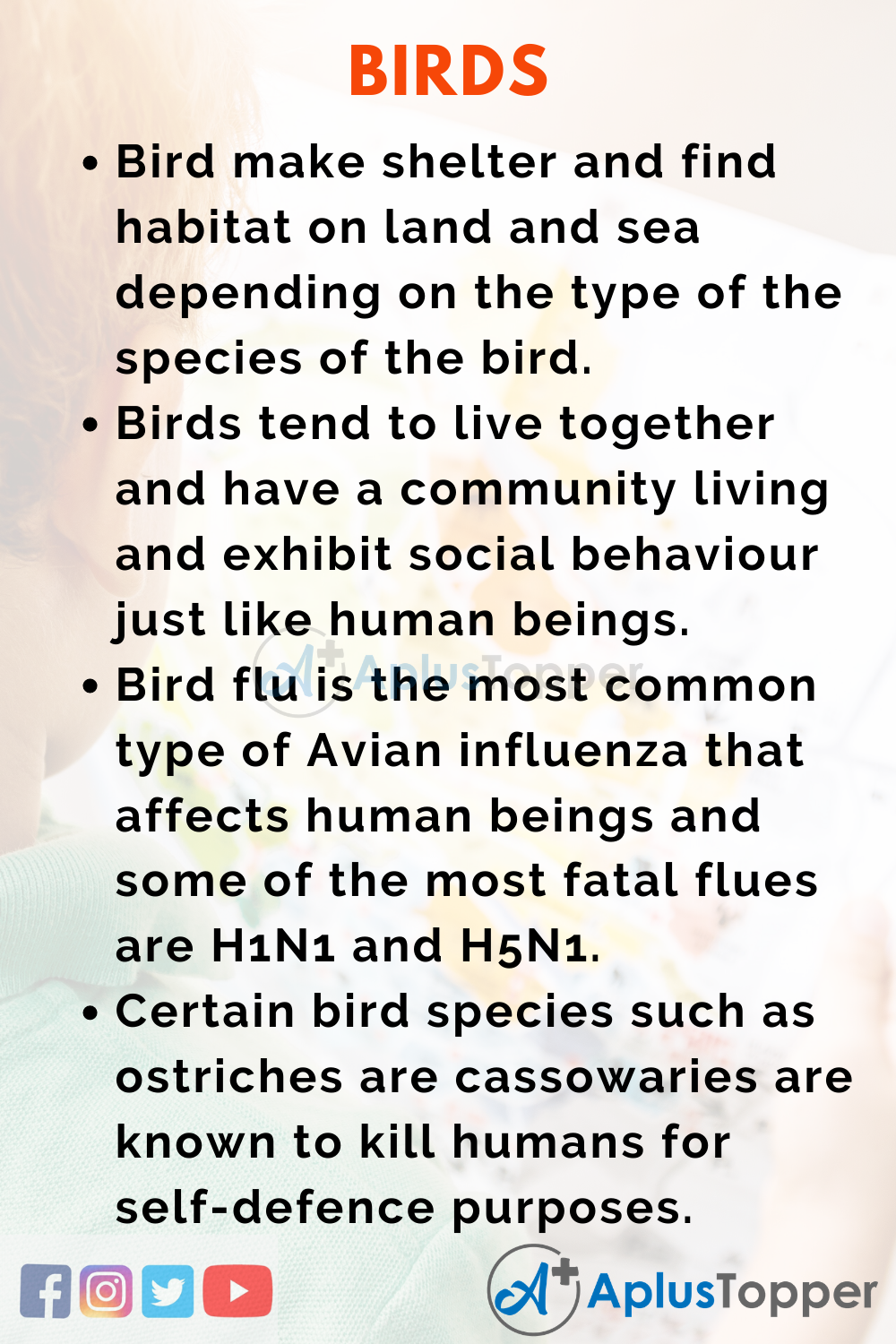 essay on birds