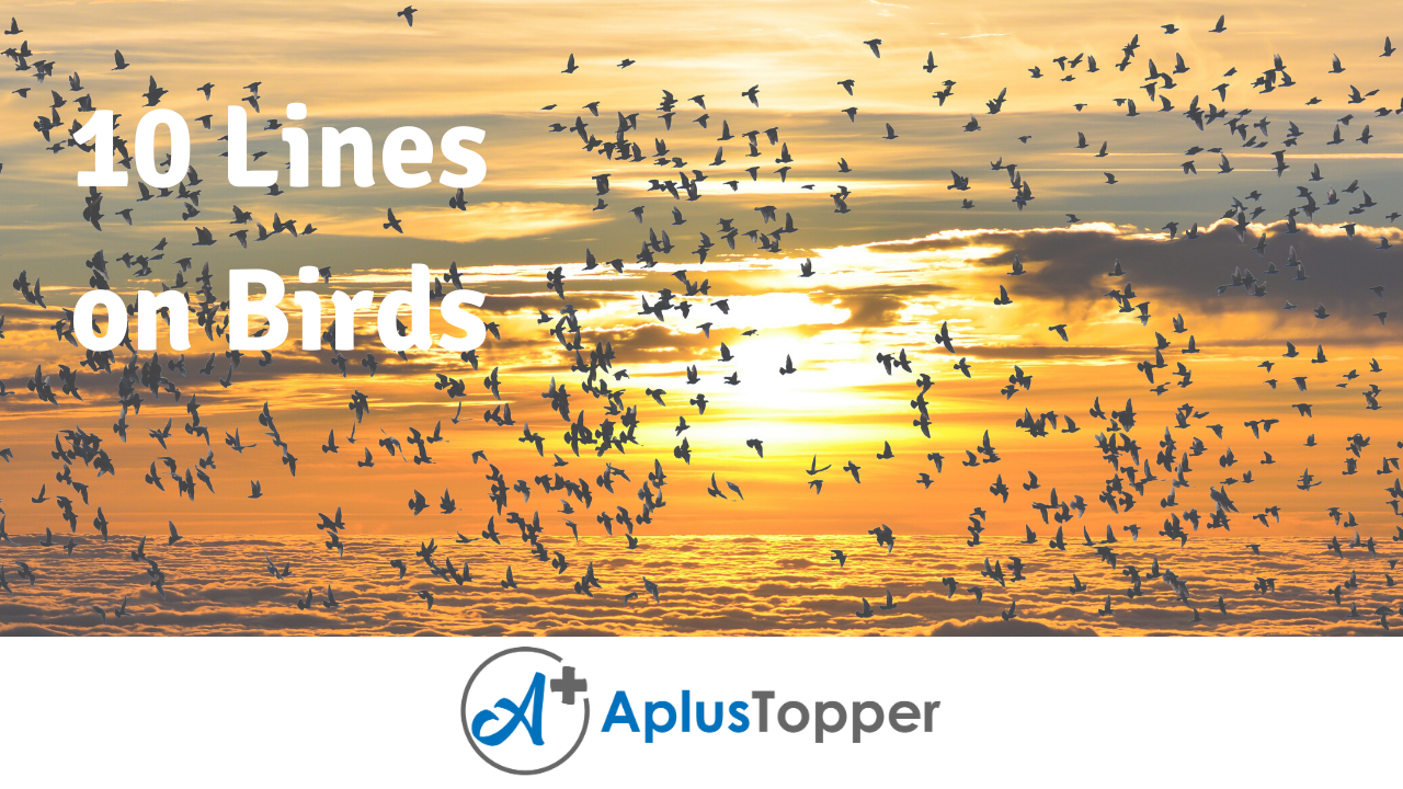 10 Lines on Birds for Students and Children in English - A Plus Topper