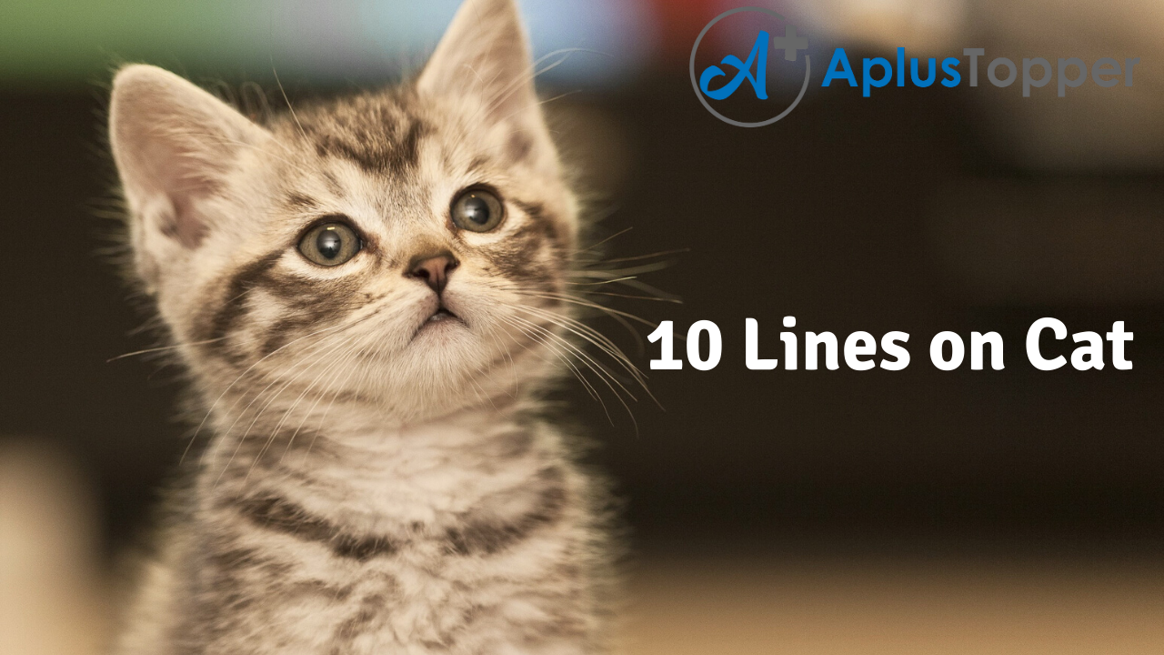 10 Lines on Cat for Students and Children in English - A Plus Topper