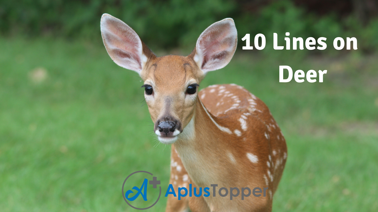 10 Lines on Deer for Students and Children in English - A Plus Topper