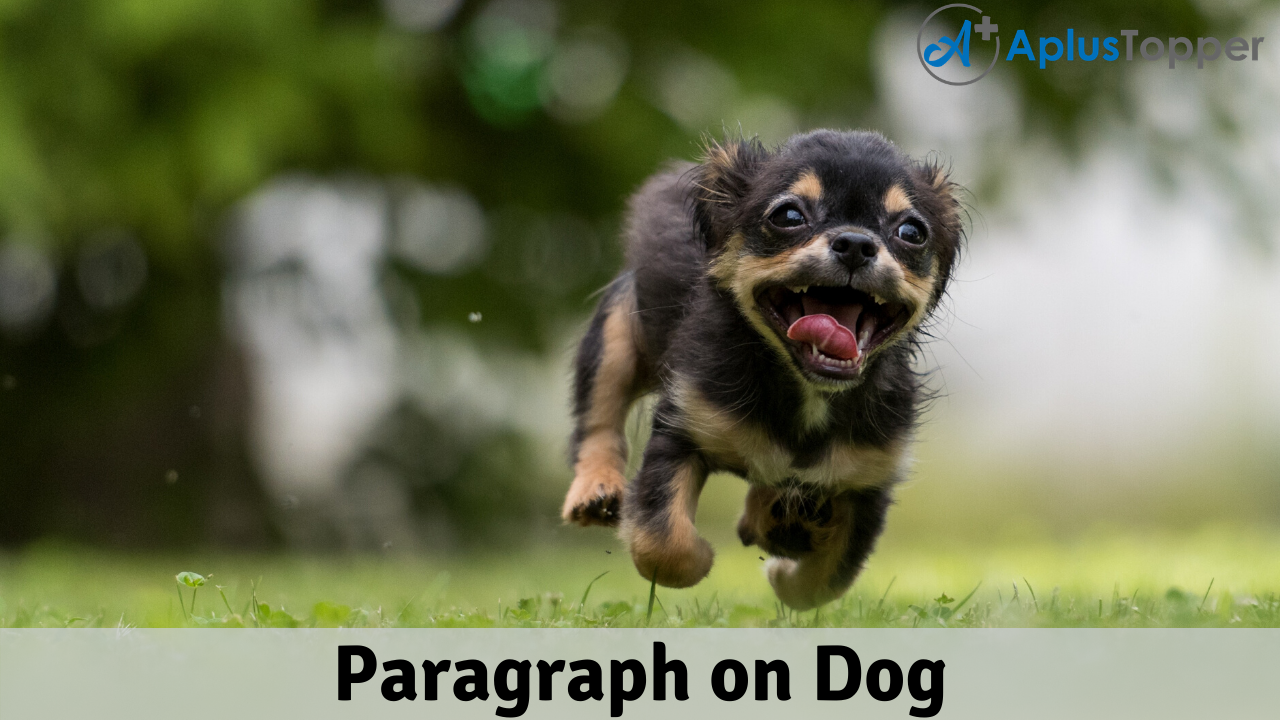 Paragraph on Dog 100, 150, 200, 250 to 300 Words for Kids, Students, and  Children - A Plus Topper