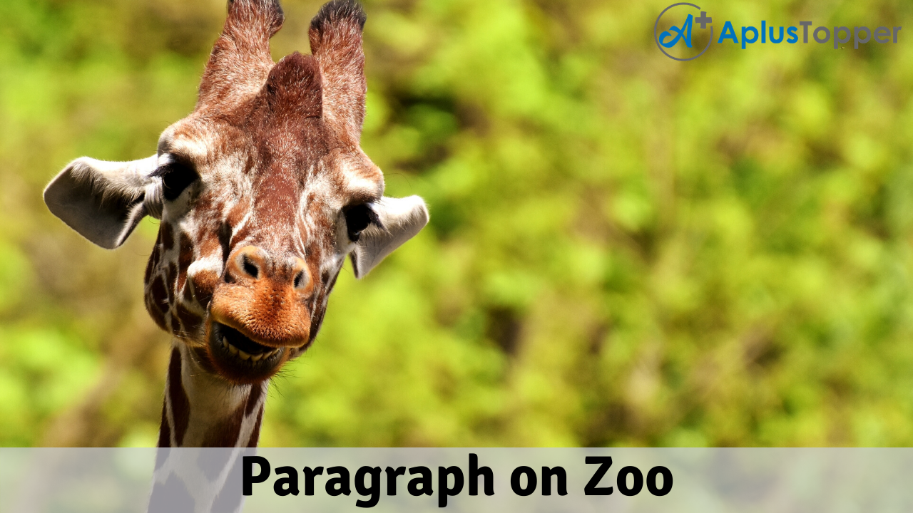 Paragraph on Zoo 100, 150, 200, 250 to 300 Words for Kids, Students, and  Children - A Plus Topper