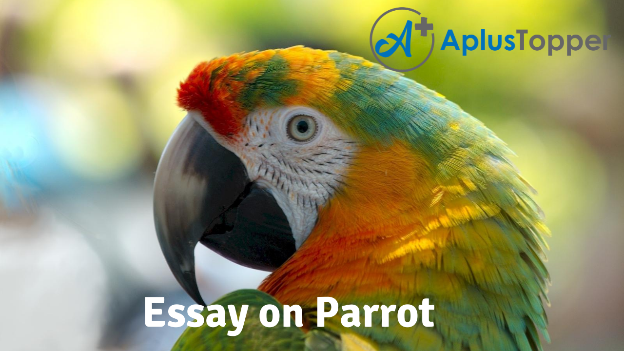 parrot essay in english 150 words
