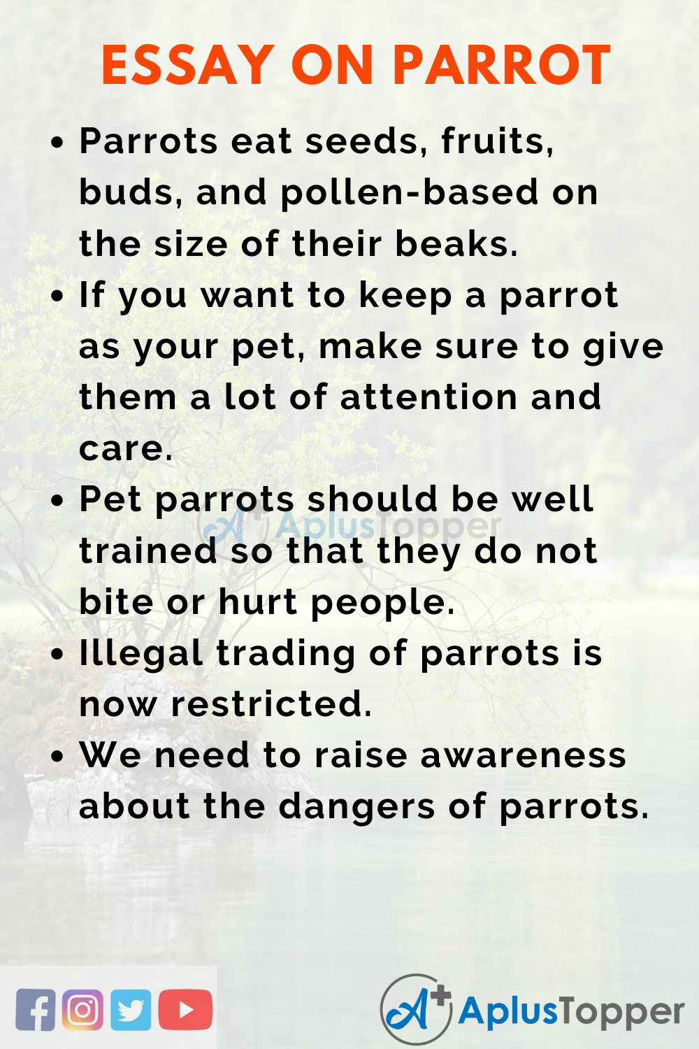 my favourite pet parrot essay
