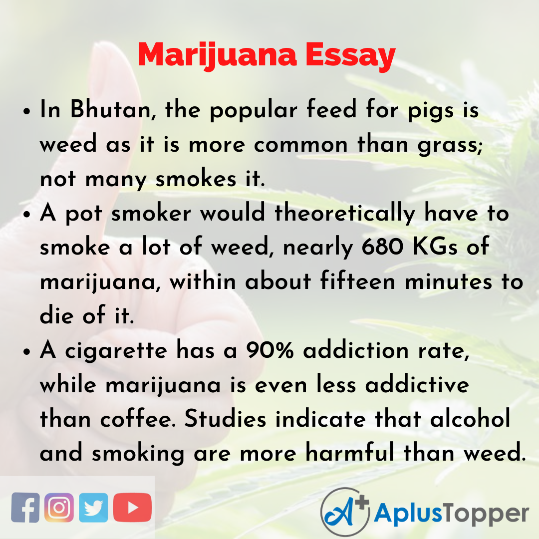 Essay about Marijuana