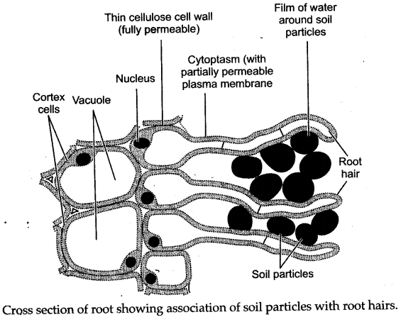 ICSE Solutions for Class 10 Biology - Absorption by Roots 23