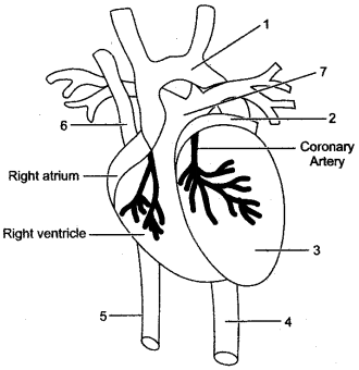 ICSE Solutions for Class 10 Biology - The Circulatory System 4