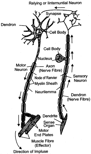 ICSE Solutions for Class 10 Biology - The Nervous System and Sense Organs 23