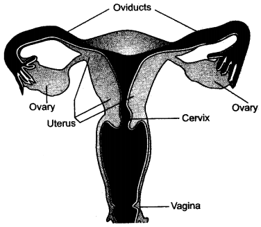 ICSE Solutions for Class 10 Biology - The Reproductive System 13