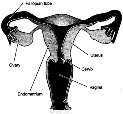ICSE Solutions for Class 10 Biology - The Reproductive System 20