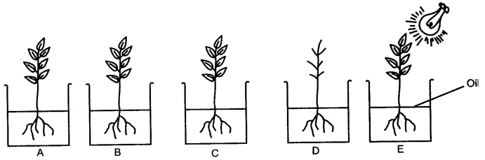 ICSE Solutions for Class 10 Biology - Transpiration 12