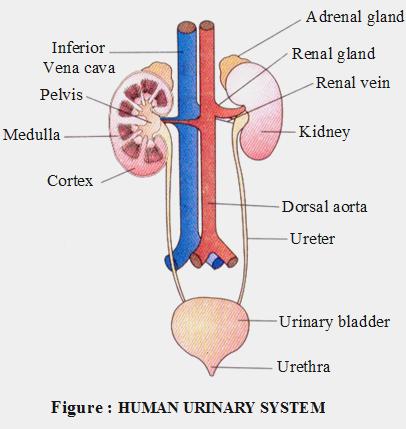 ICSE Solutions for Class 10 Biology – The Excretory System 10