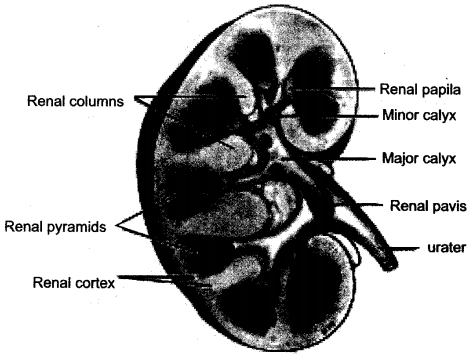 ICSE Solutions for Class 10 Biology – The Excretory System 7