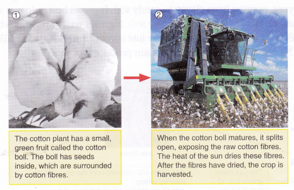 Different Types Of Natural Fibres And Their Uses 2