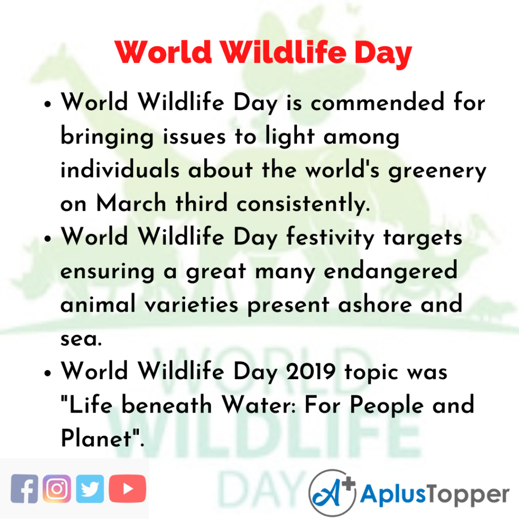 world wildlife day essay in english