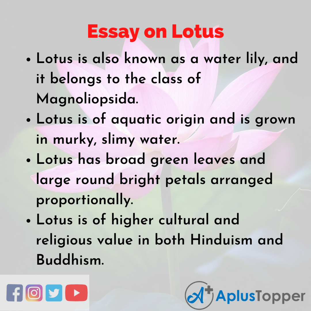 Essay about Lotus