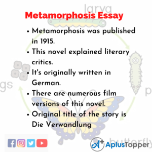 metamorphosis story essay