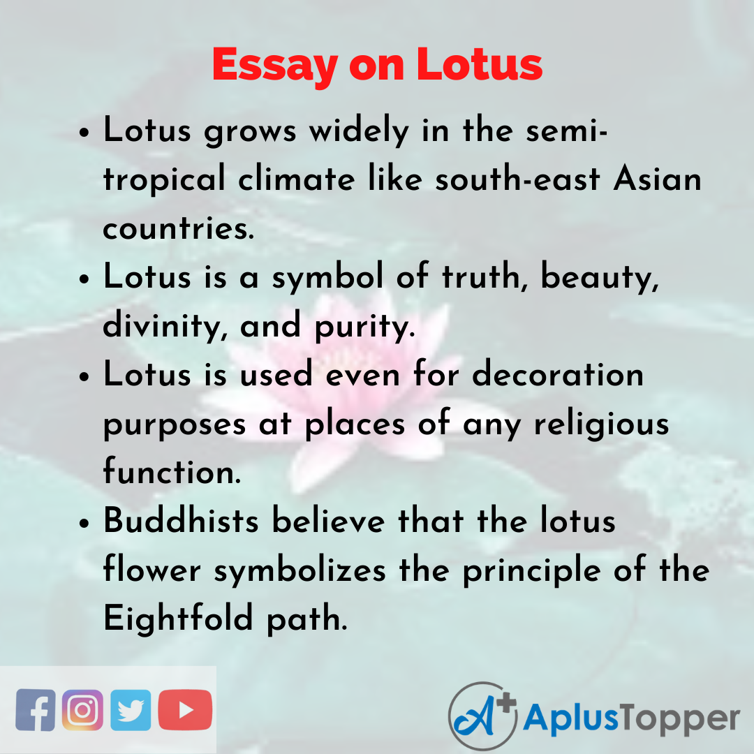 Lotus Essay