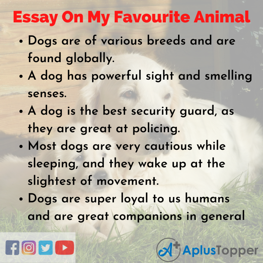 animal with essay