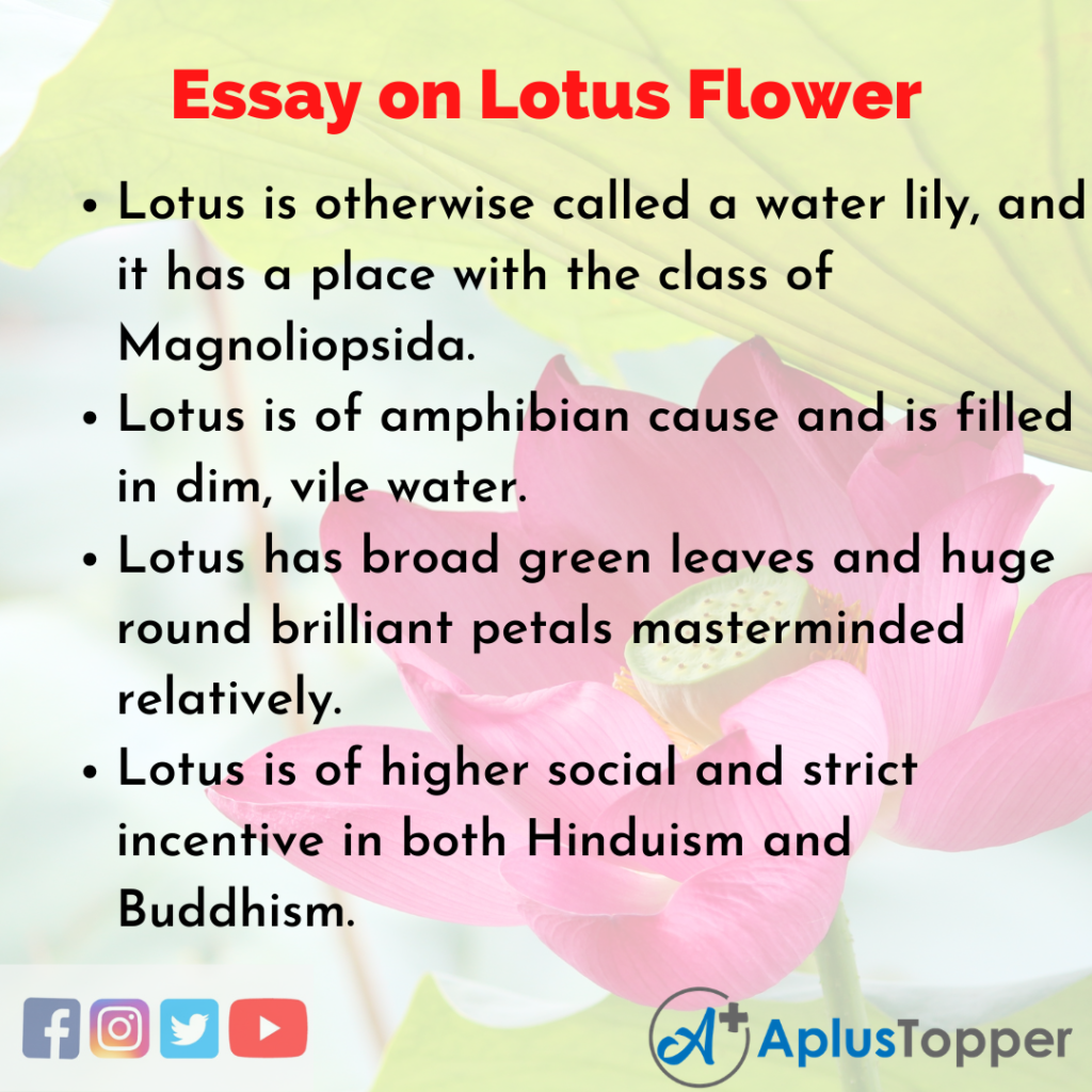 essay writing flower essay in english