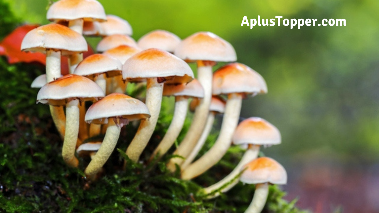 Non-Edible Or Poisonous Mushrooms