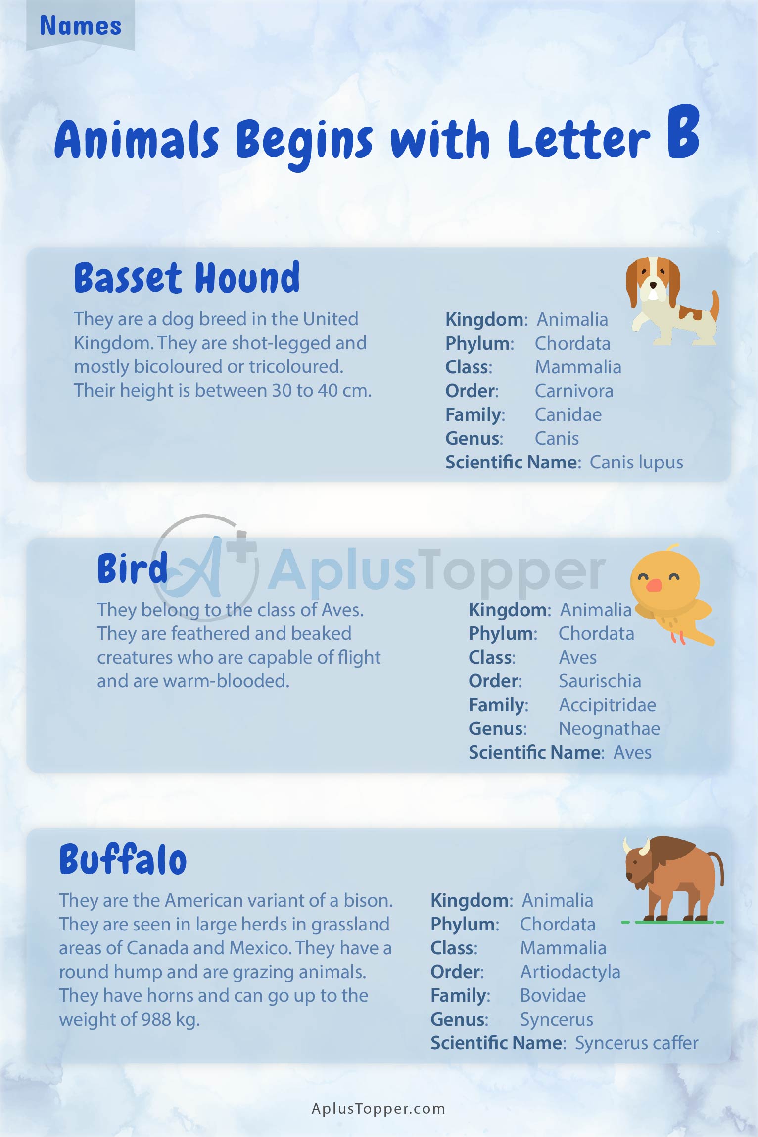 Animals that Start with B 2