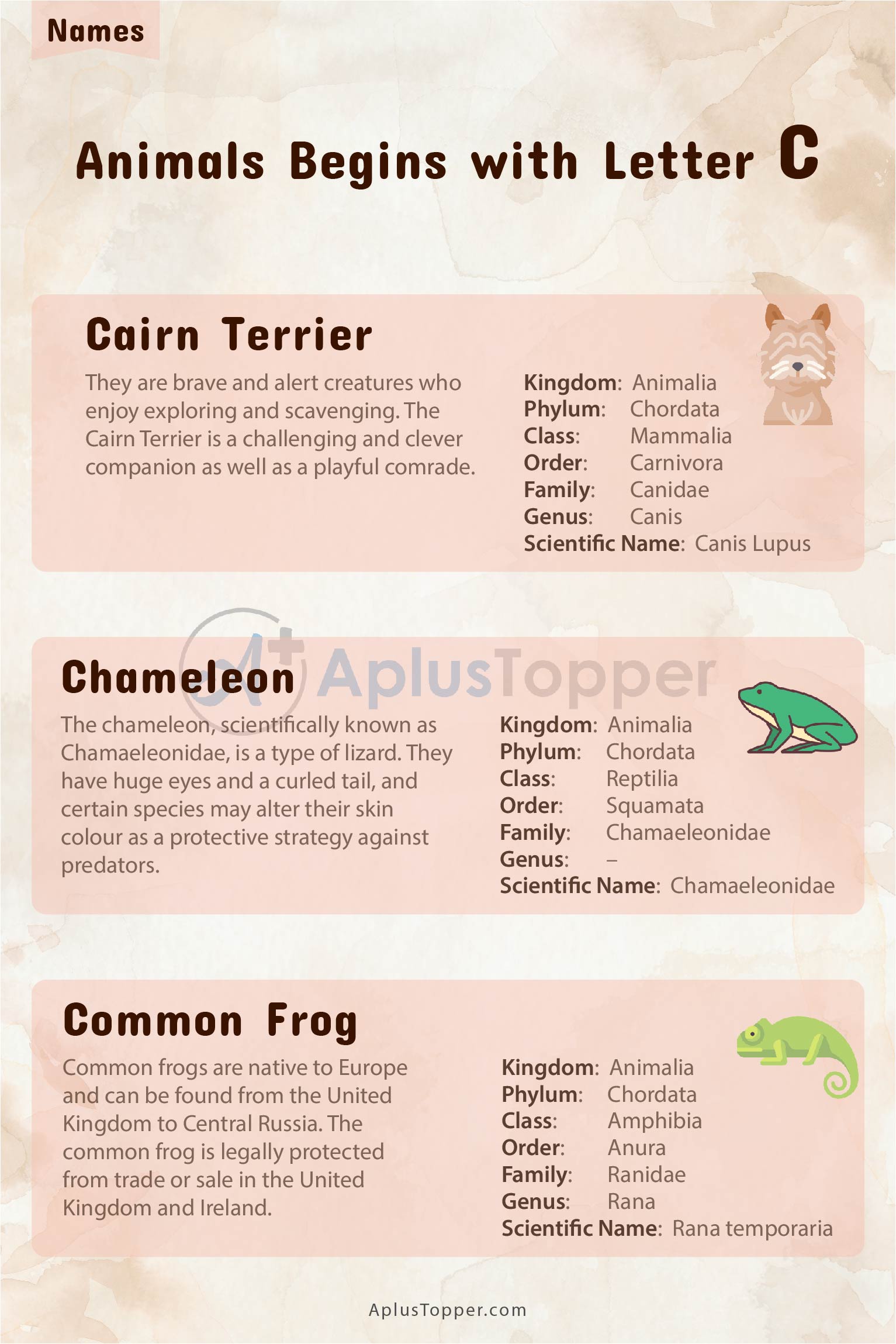 Animals that Start with C with Pictures | List of 80+ Animals That Starts  With C and Fascinating Facts on Animals - A Plus Topper
