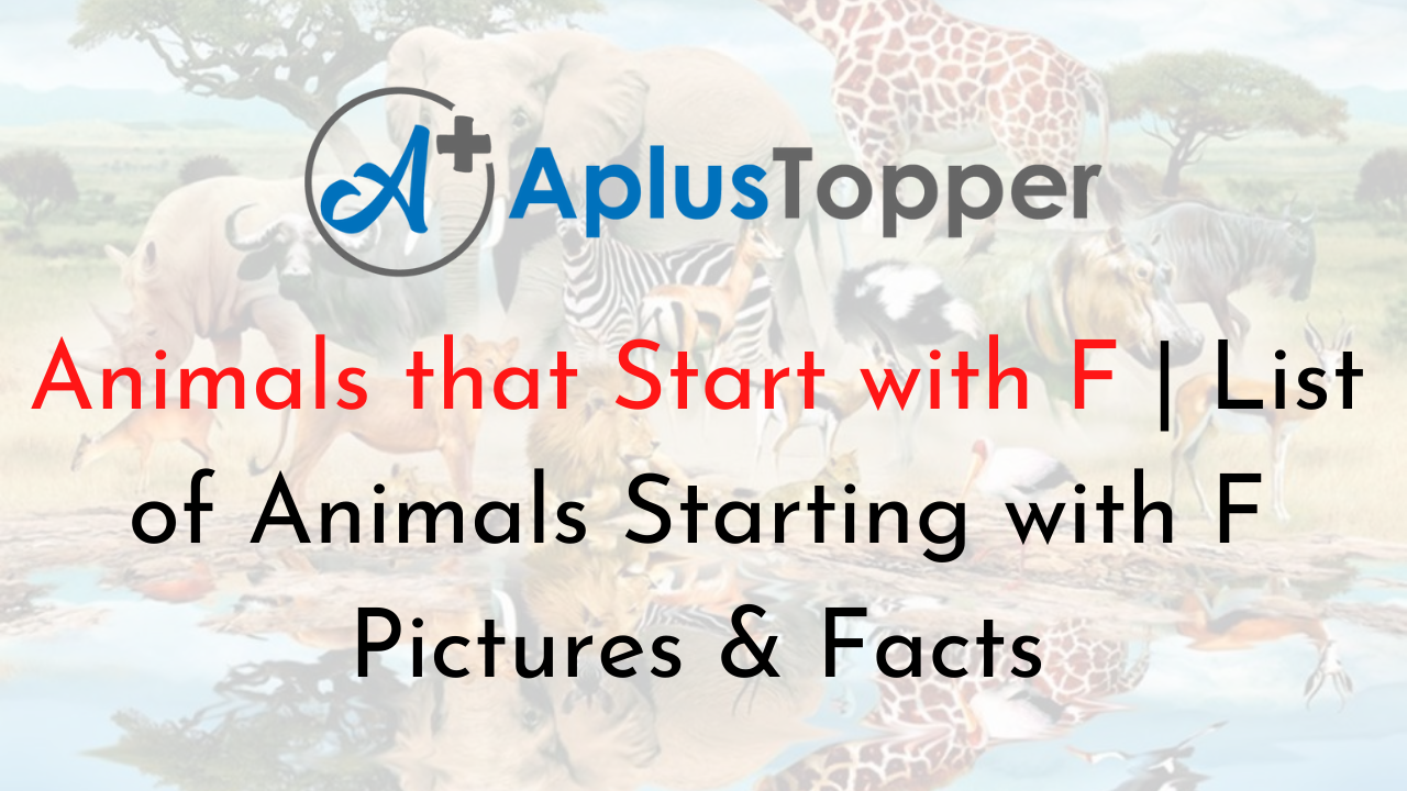 Animals that Start with F | Listed with Pictures, List of 40+ Animals  Starting with E Pictures & Facts - A Plus Topper