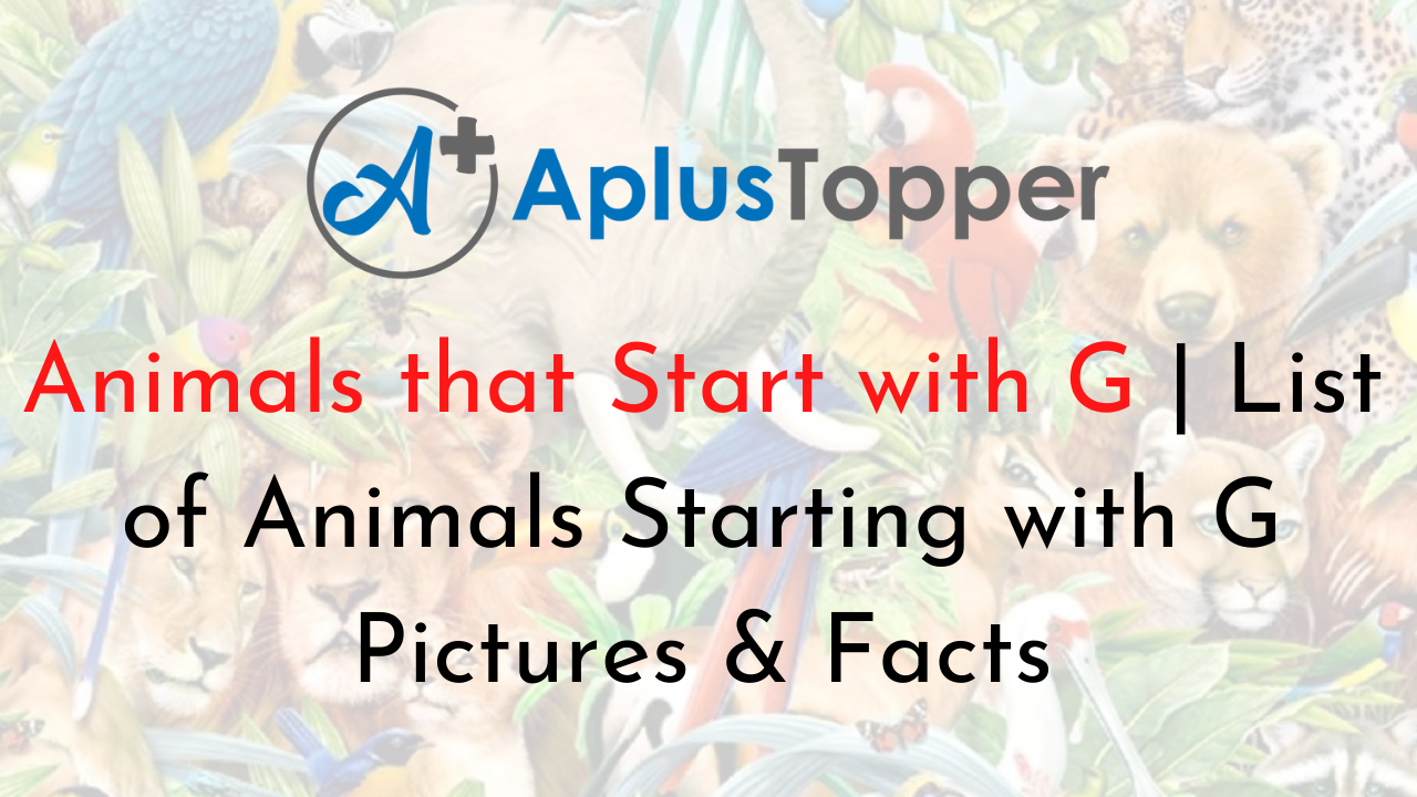Animals that Start with G | Listed With Pictures, List of 50+ Animals  Starting with G and Facts - A Plus Topper