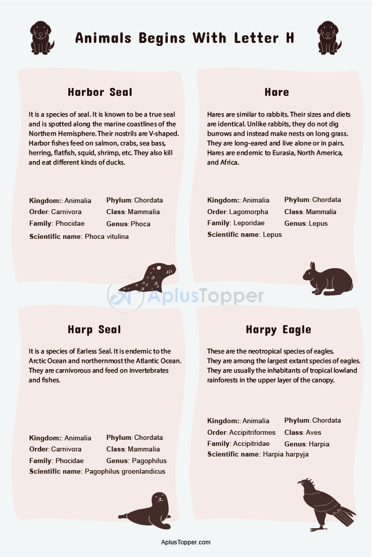 Animals that Start with H | Listed With Pictures, List of 50 Animals  Starting with H & Facts - A Plus Topper