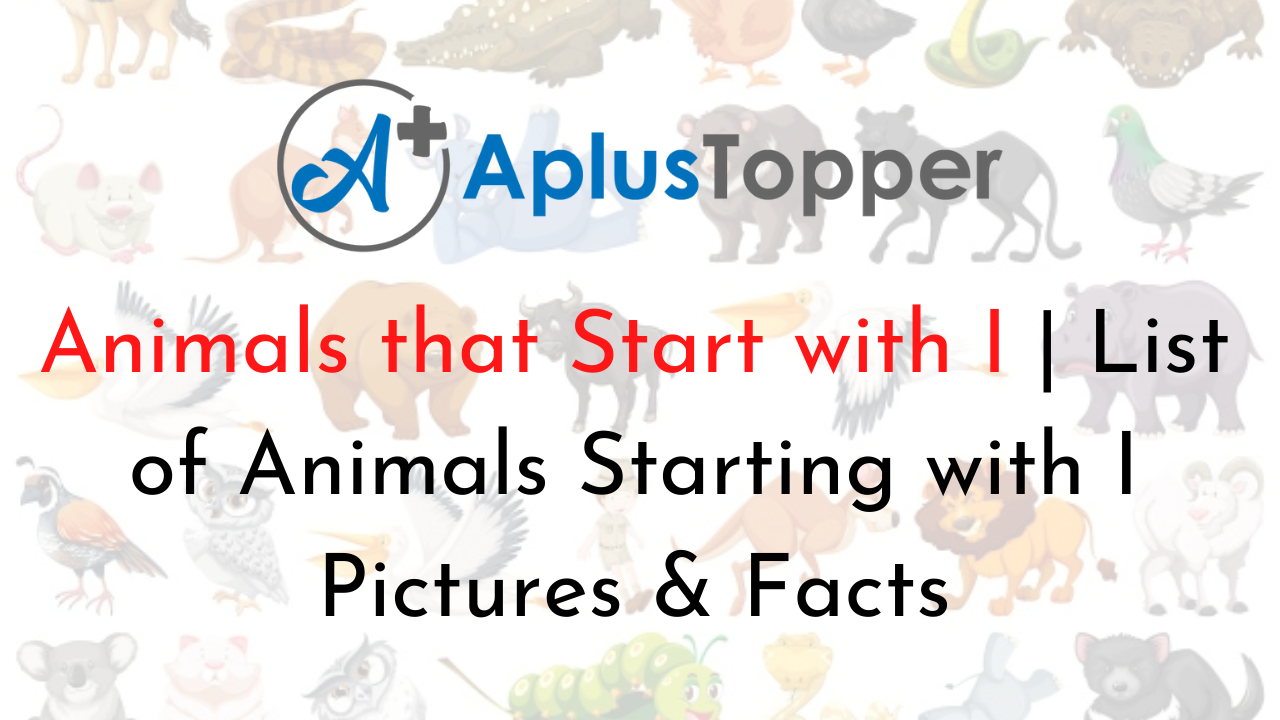 Animals that Start with I | Listed With Pictures, List of 50+ Interesting Animals  Starting with I & Facts - A Plus Topper